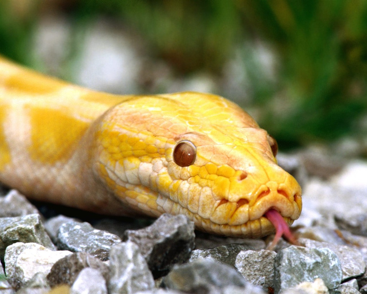 Snake Tapety Album #12 - 1280x1024