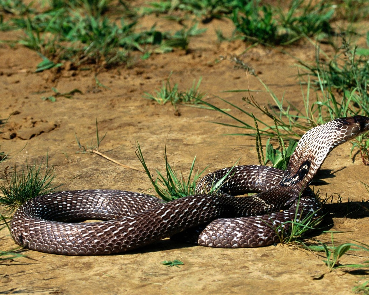Snake Tapety Album #13 - 1280x1024