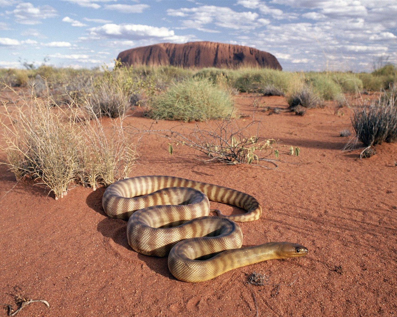Snake Tapety Album #14 - 1280x1024
