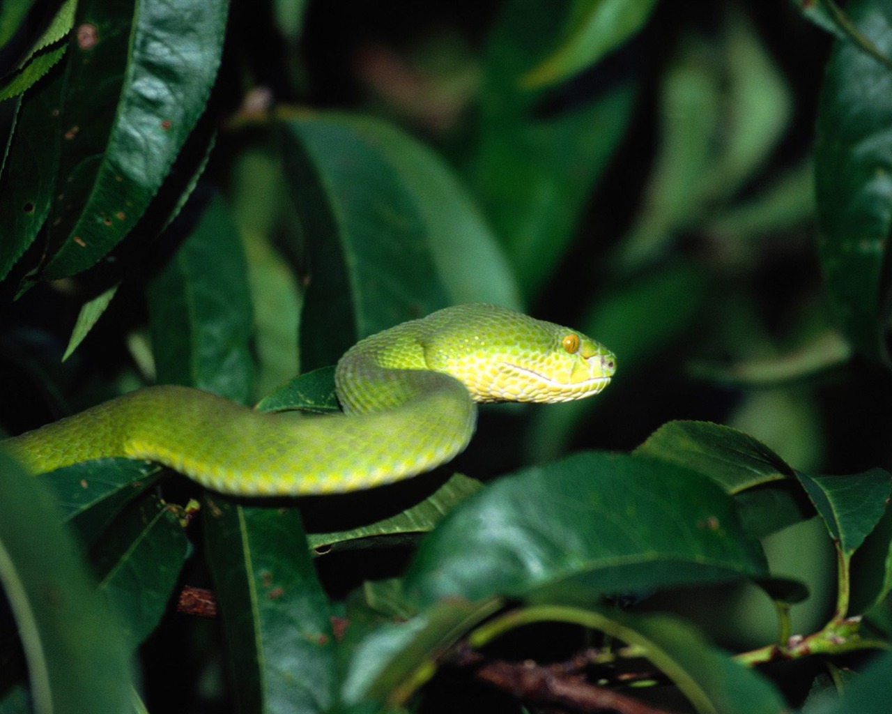 Snake Wallpapers Album #15 - 1280x1024