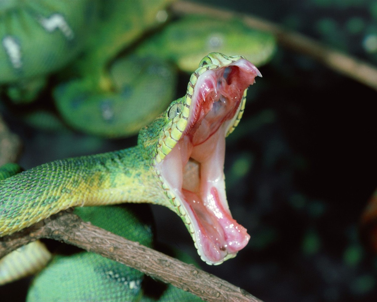 Snake Tapety Album #16 - 1280x1024