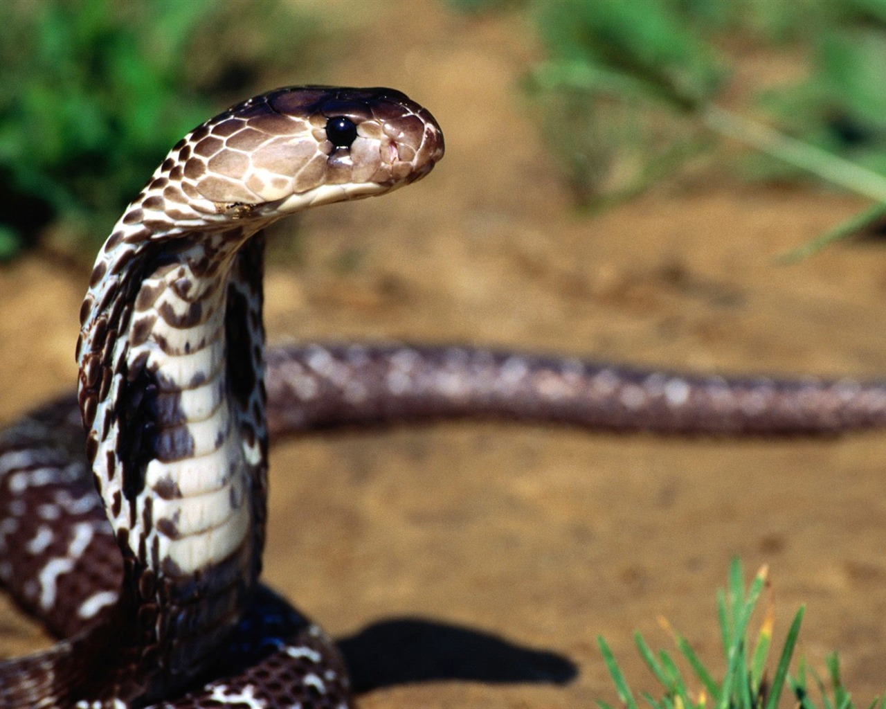Snake Tapety Album #17 - 1280x1024