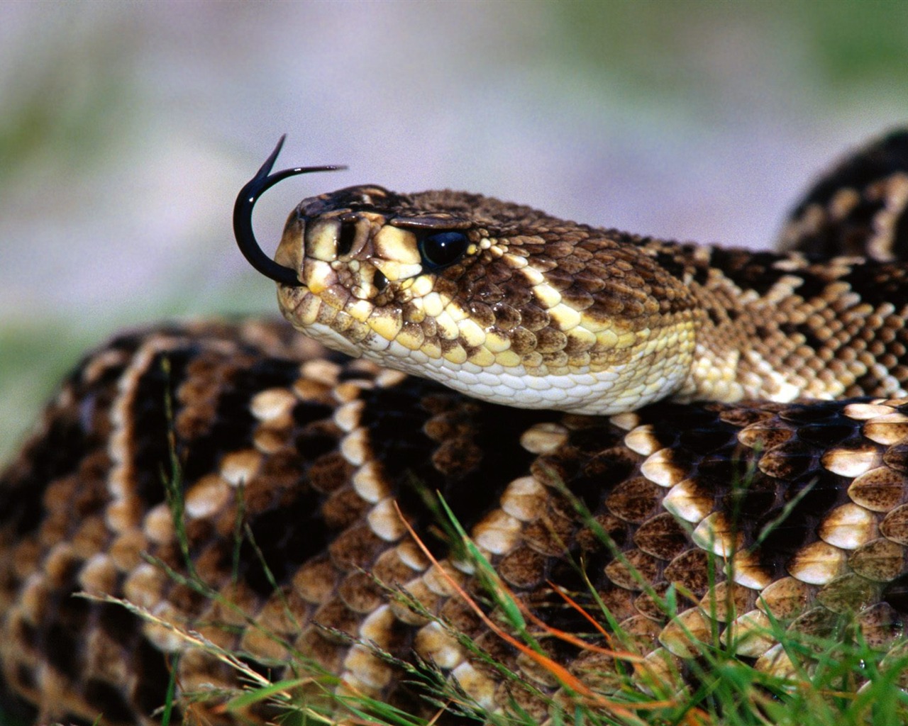 Snake Tapety Album #18 - 1280x1024