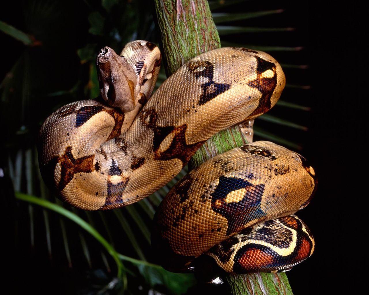 Snake Tapety Album #19 - 1280x1024