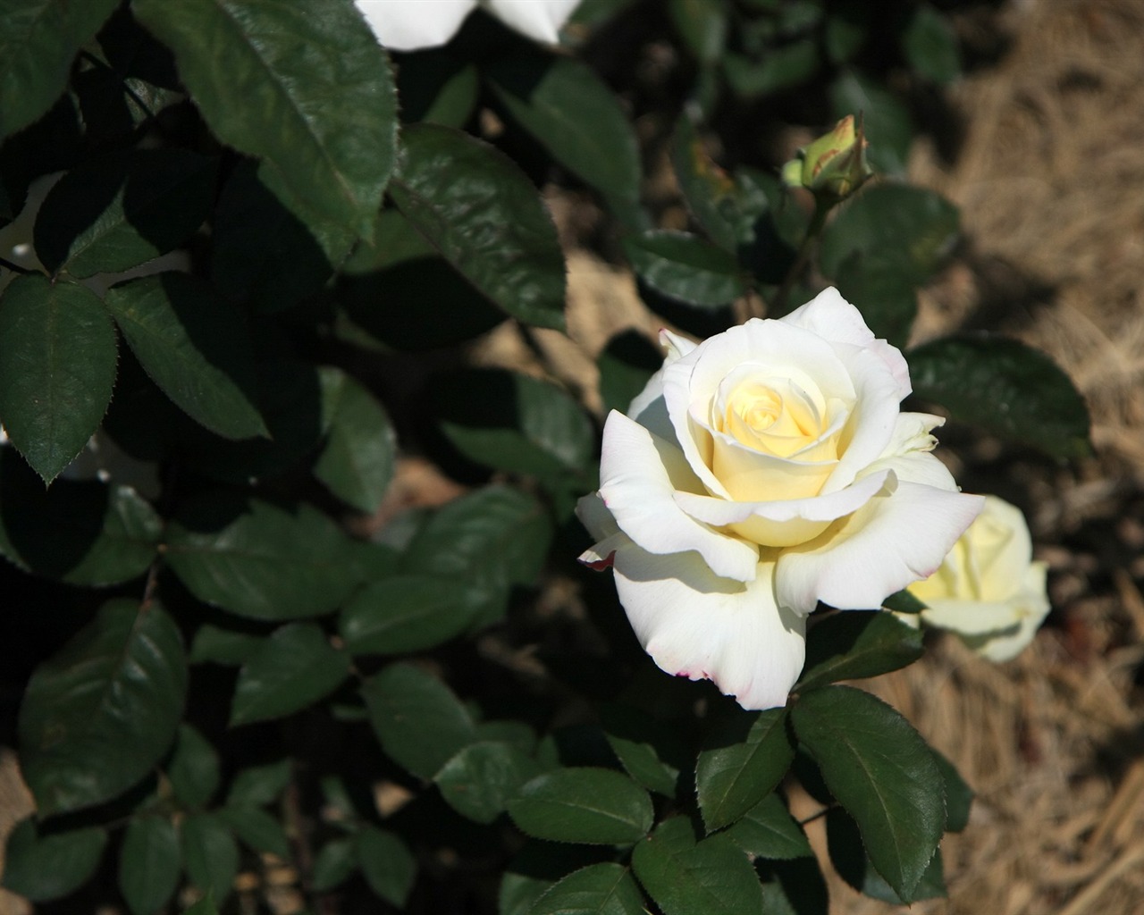 Flowers close-up (3) #6 - 1280x1024