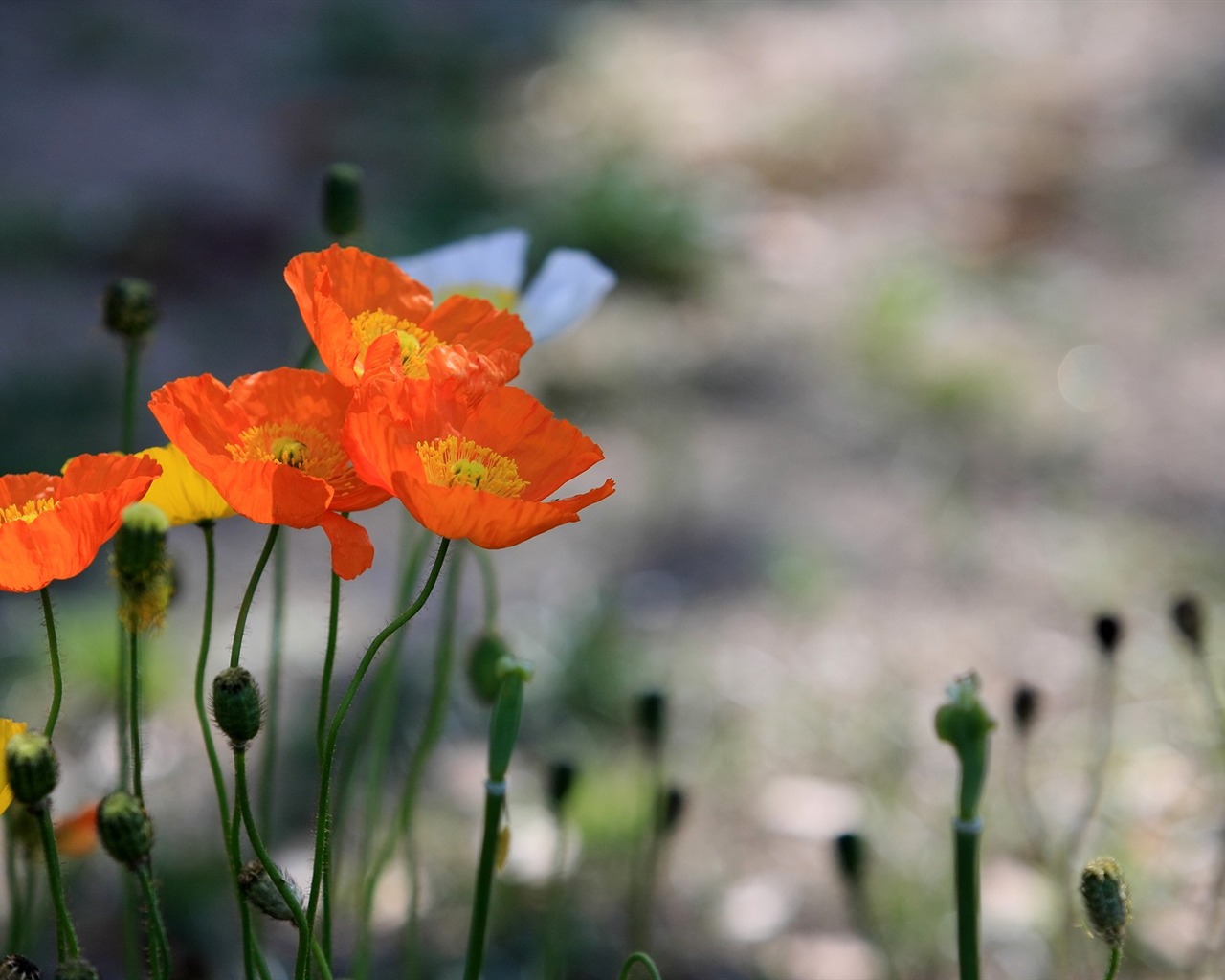 Flowers close-up (3) #10 - 1280x1024