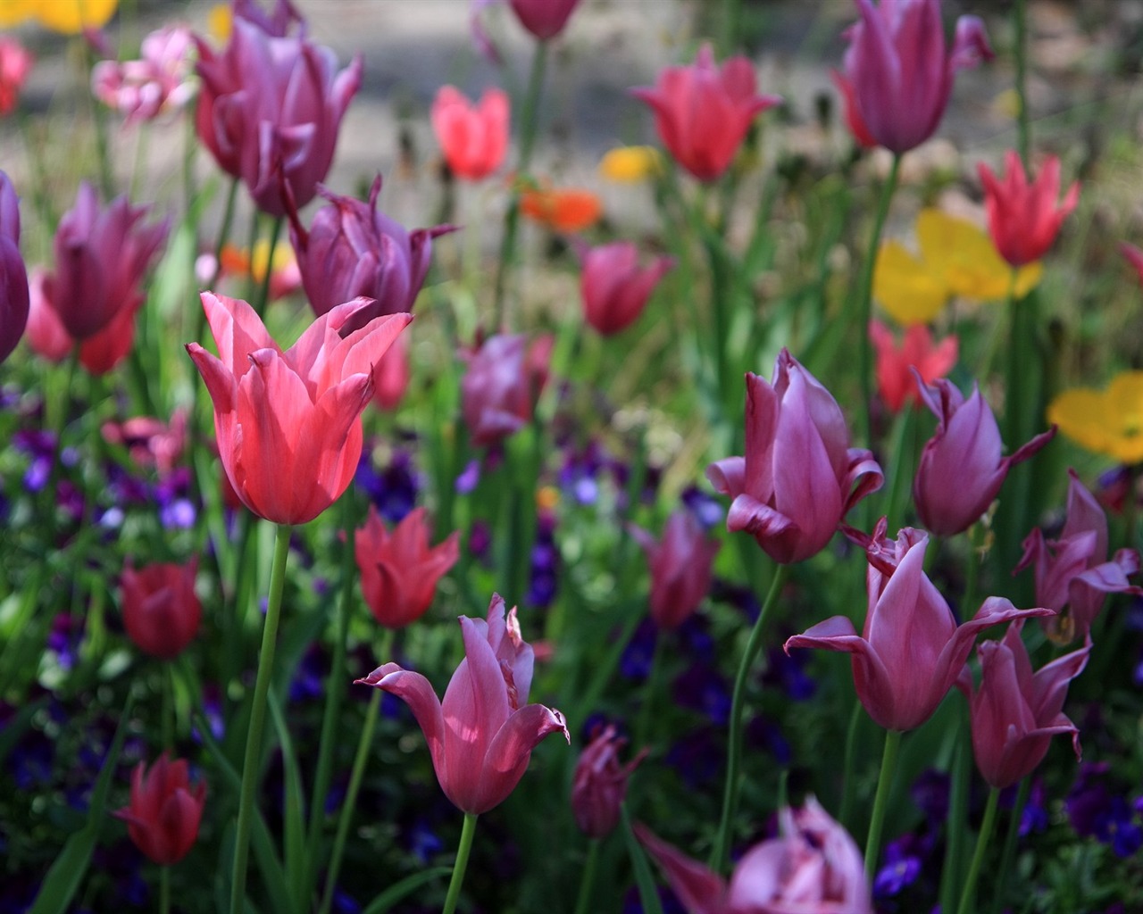 Flowers close-up (3) #11 - 1280x1024