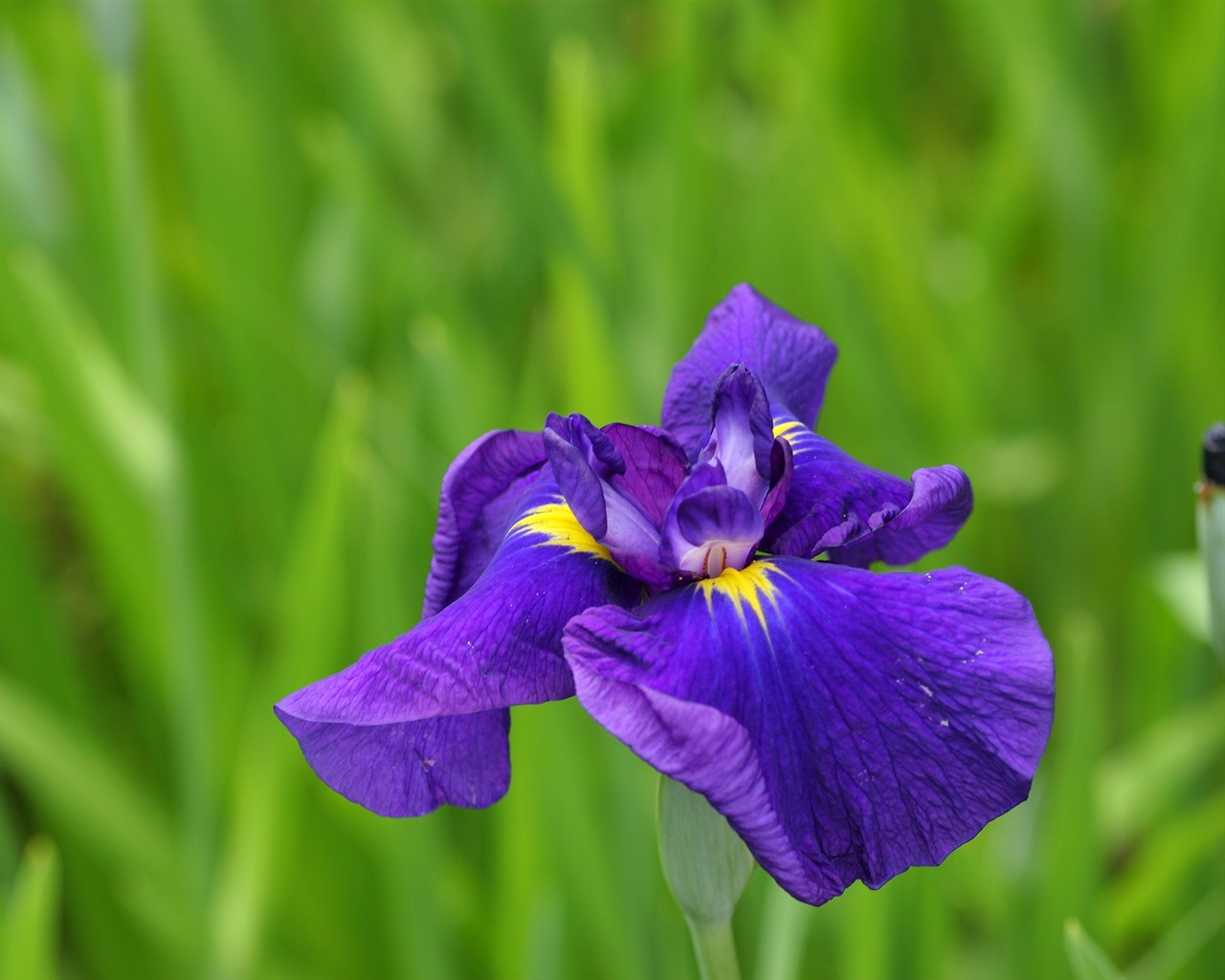 Flowers close-up (3) #15 - 1280x1024