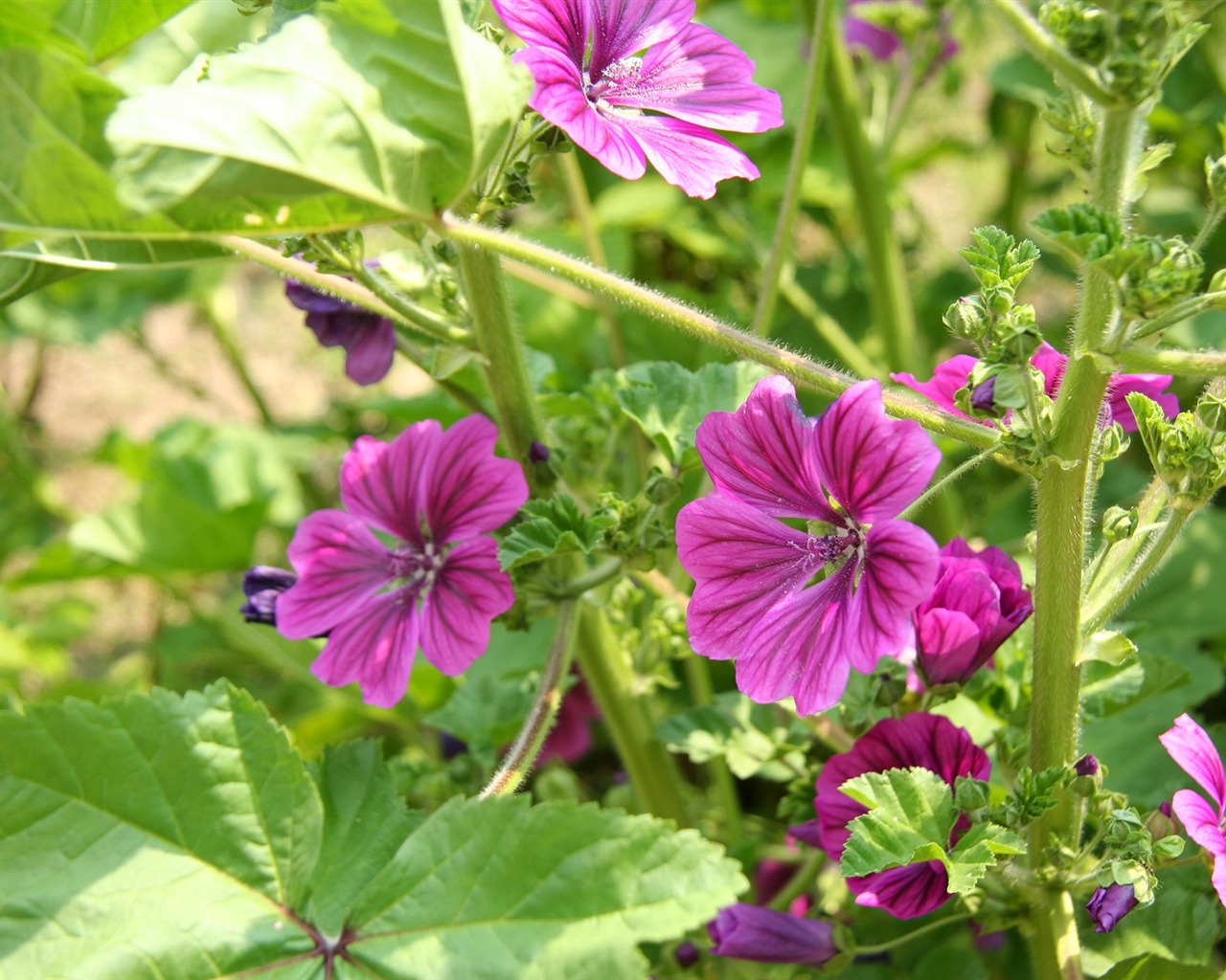 Flowers close-up (3) #17 - 1280x1024