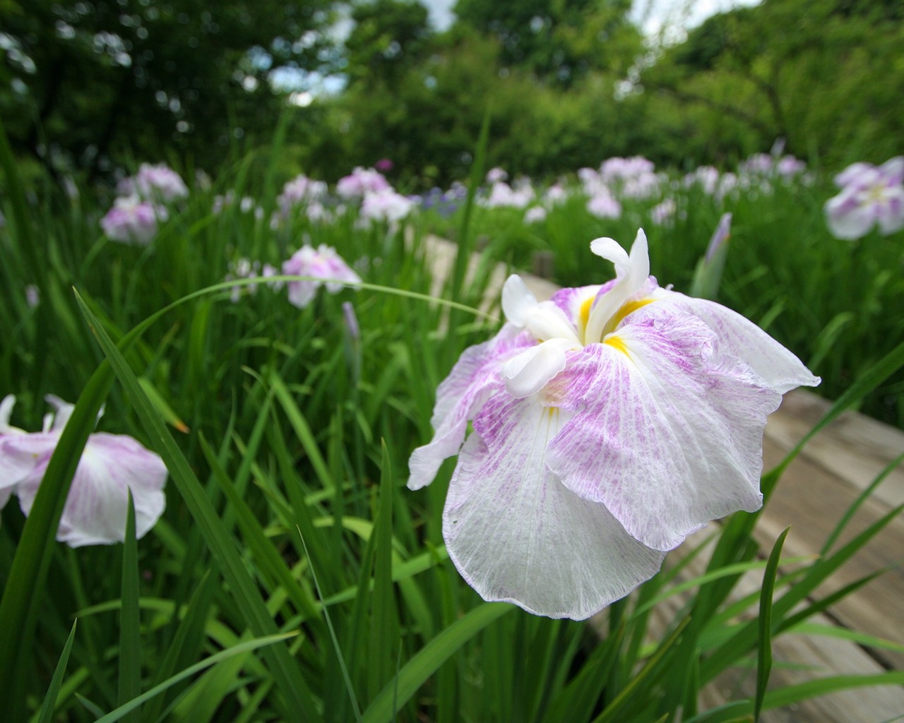 Flowers close-up (3) #18 - 1280x1024