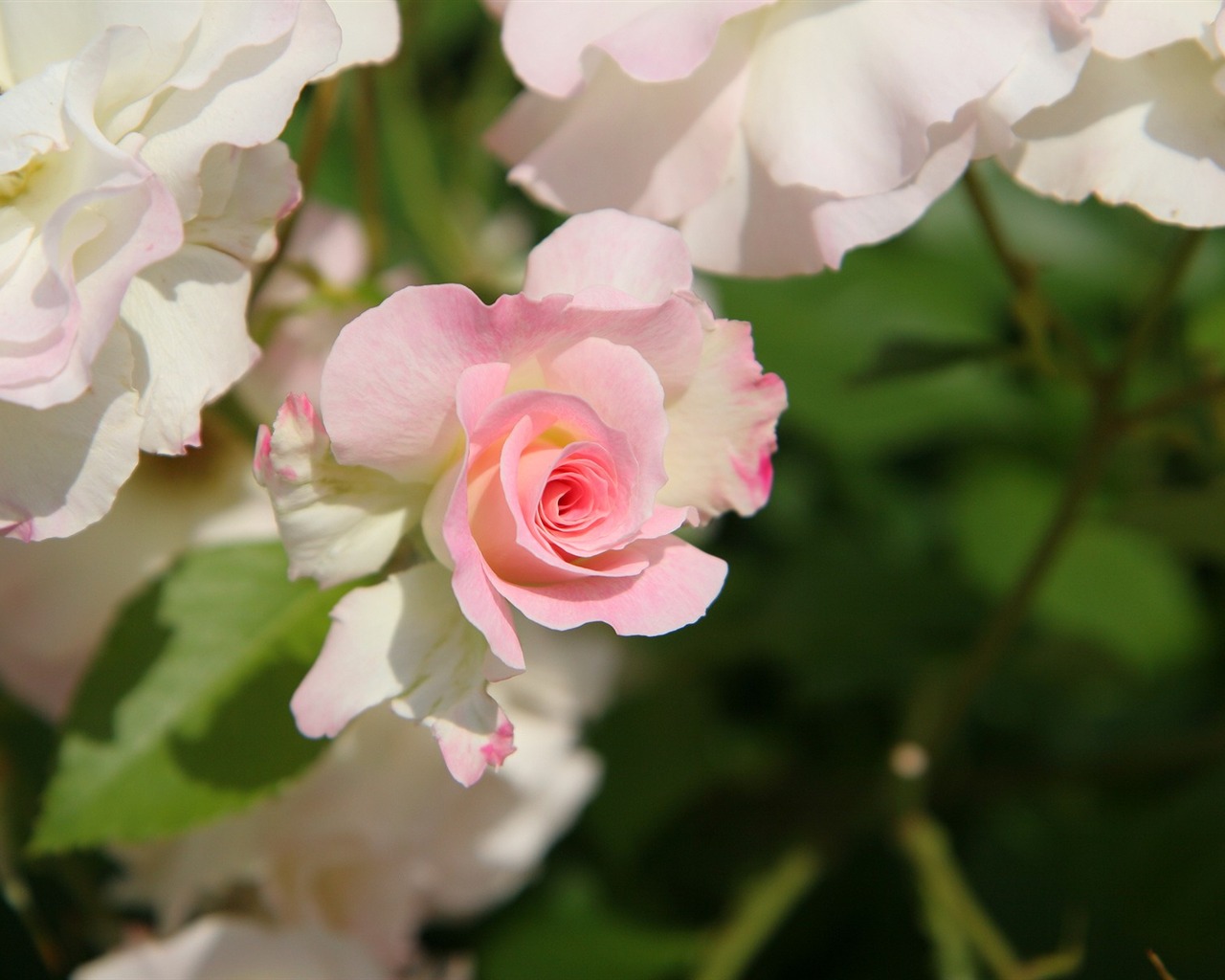 Flowers close-up (3) #20 - 1280x1024