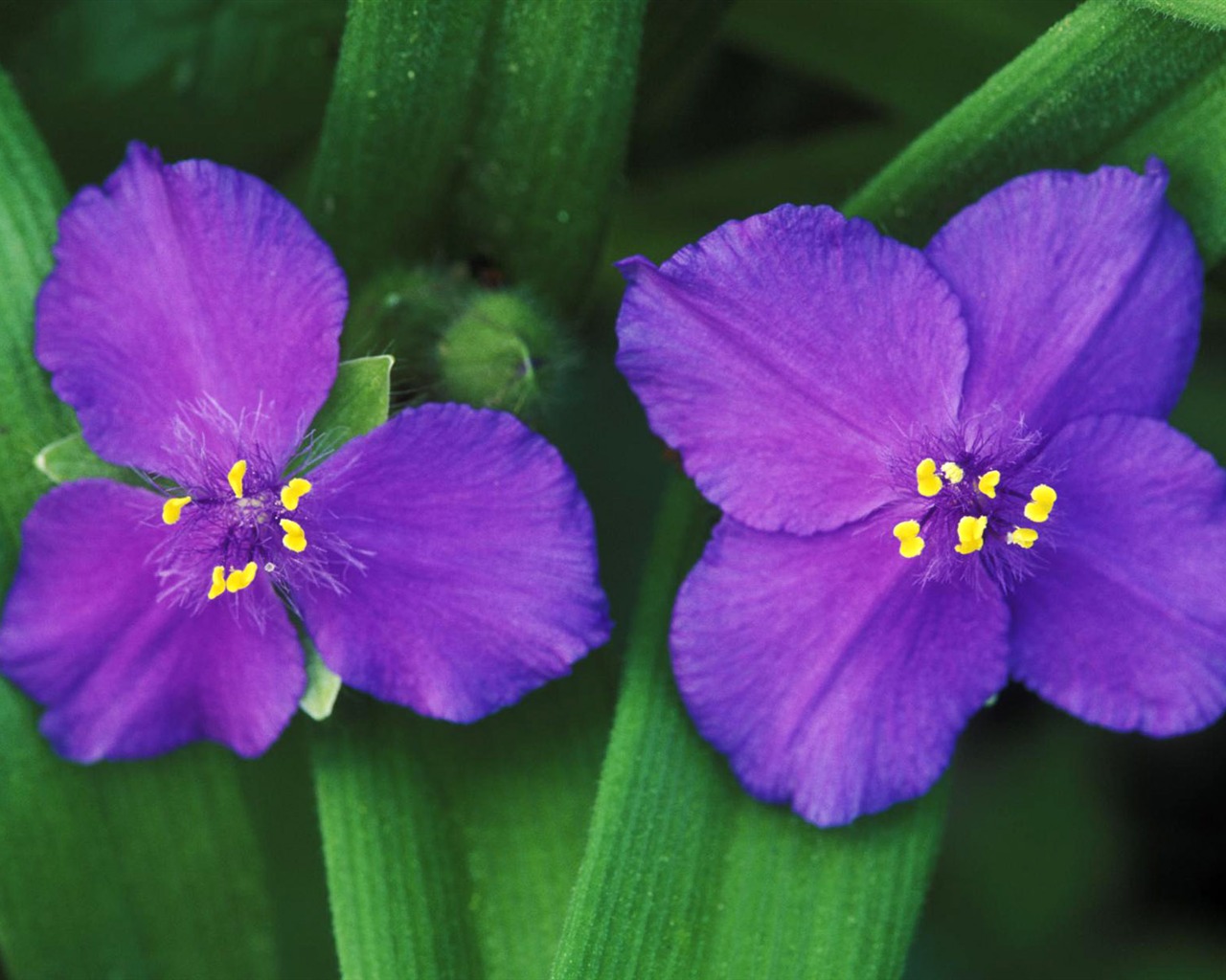 Flowers close-up (4) #15 - 1280x1024