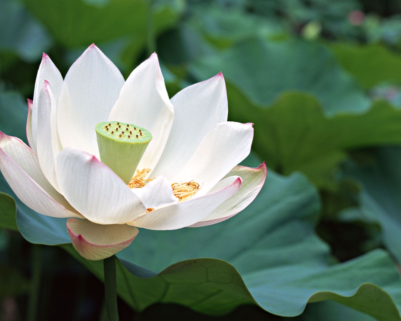 Japan Special Cultural wallpaper #1 - 1280x1024