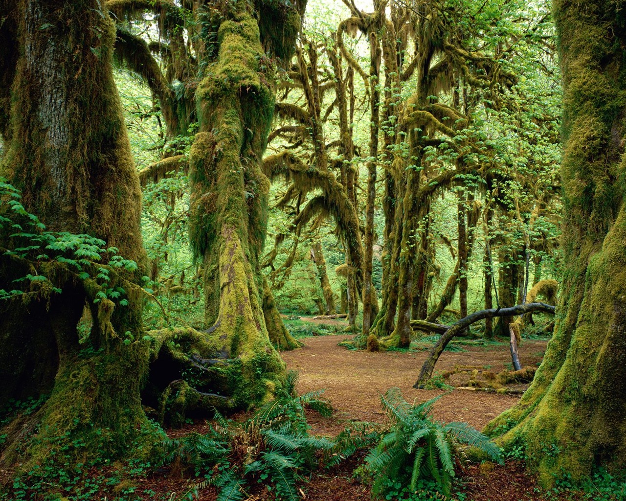 Forest tree wallpaper #2 - 1280x1024