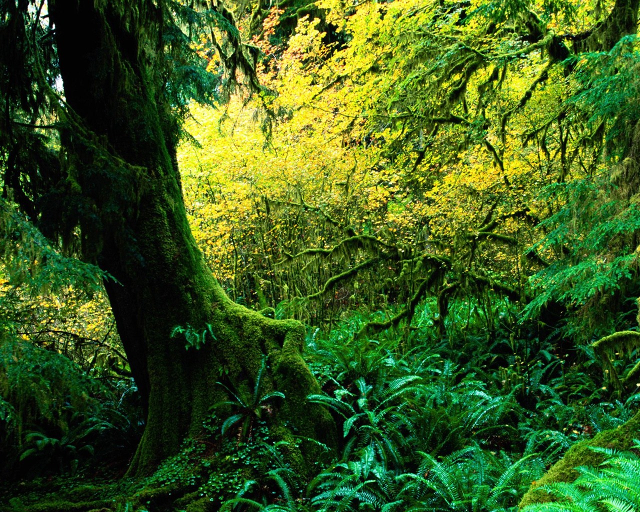 Forest tree wallpaper #3 - 1280x1024