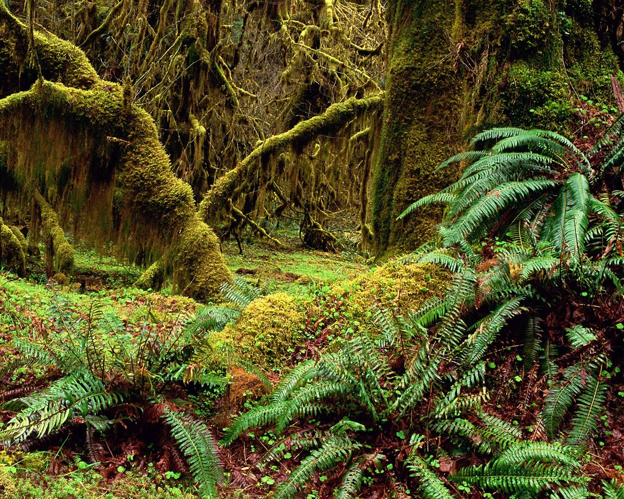 Forest tree wallpaper #4 - 1280x1024
