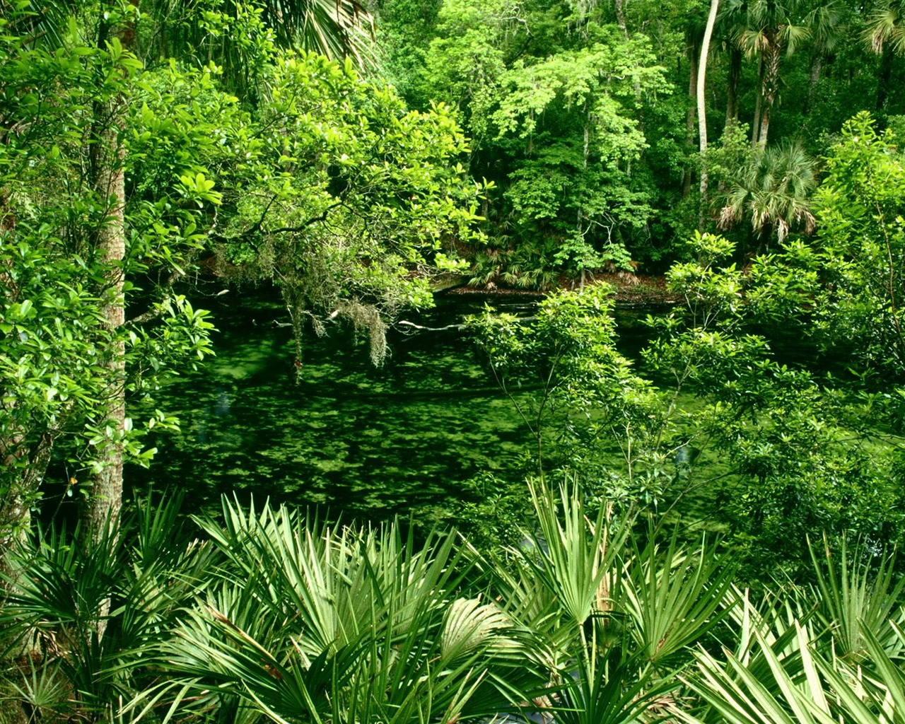 Forest tree wallpaper #7 - 1280x1024