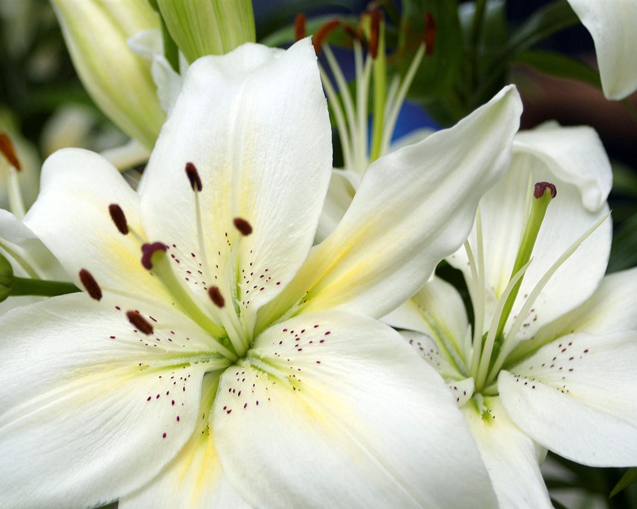 fleurs fond d'écran Widescreen close-up #22 - 1280x1024