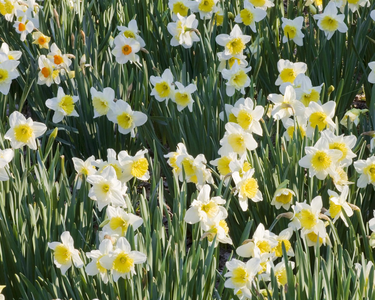 fleurs fond d'écran Widescreen close-up #24 - 1280x1024