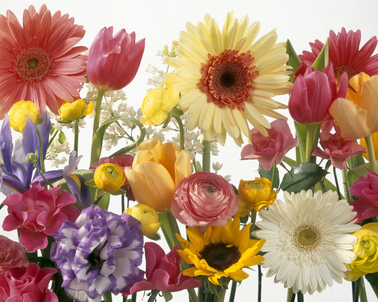 fleurs fond d'écran Widescreen close-up #25 - 1280x1024
