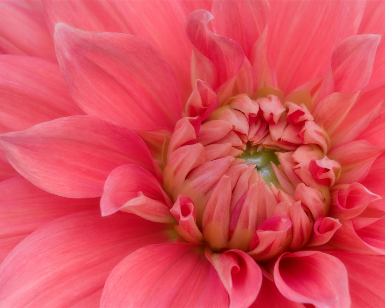 fleurs fond d'écran Widescreen close-up #26 - 1280x1024