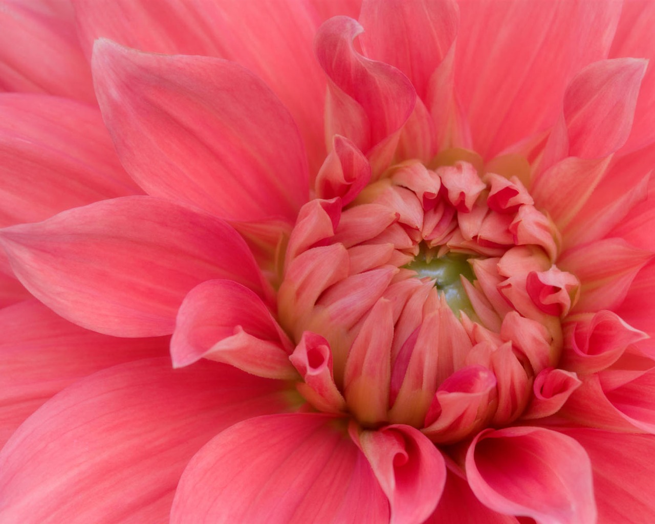 寬屏鮮花特寫壁紙 #26 - 1280x1024
