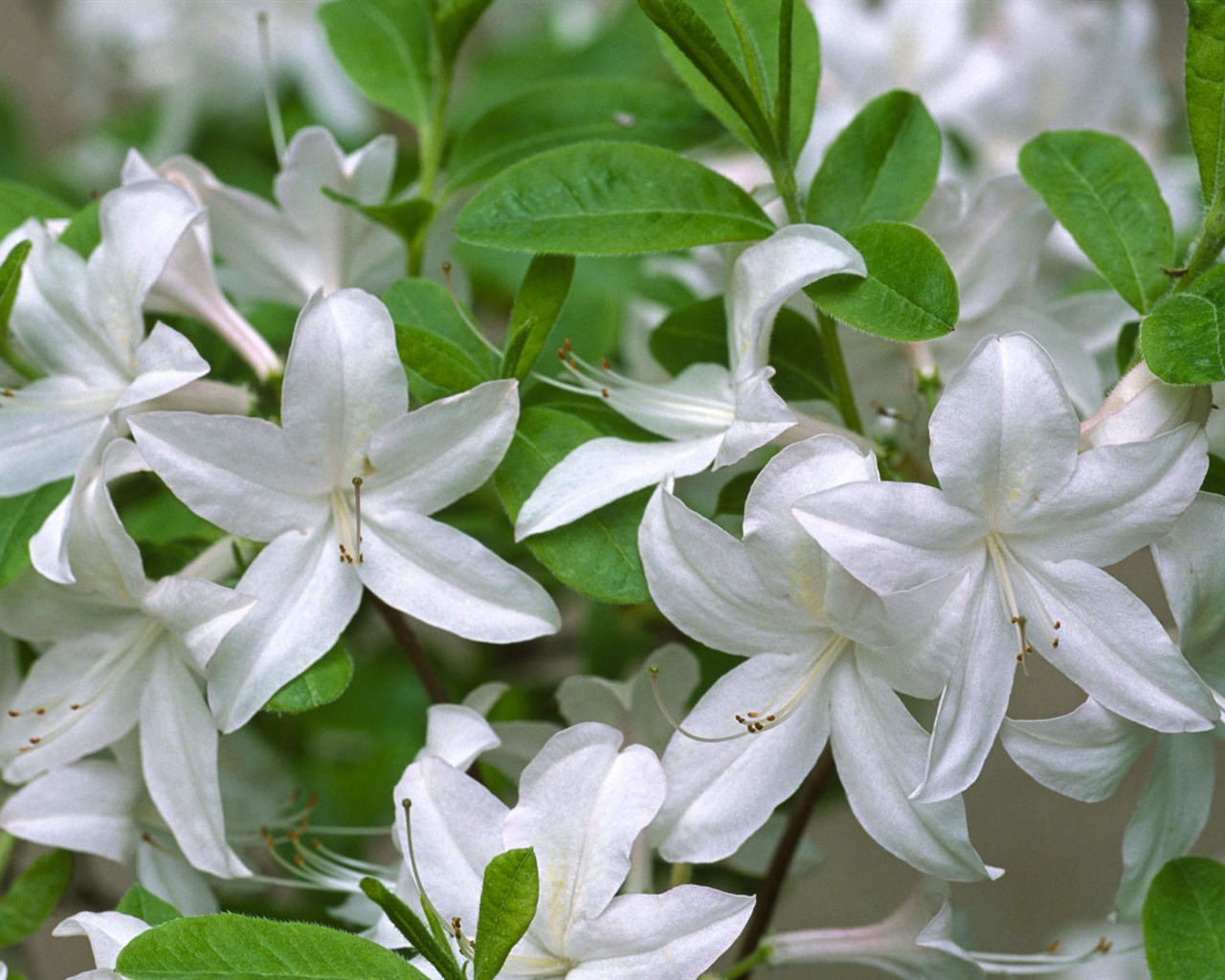 Widescreen wallpaper flowers close-up #27 - 1280x1024