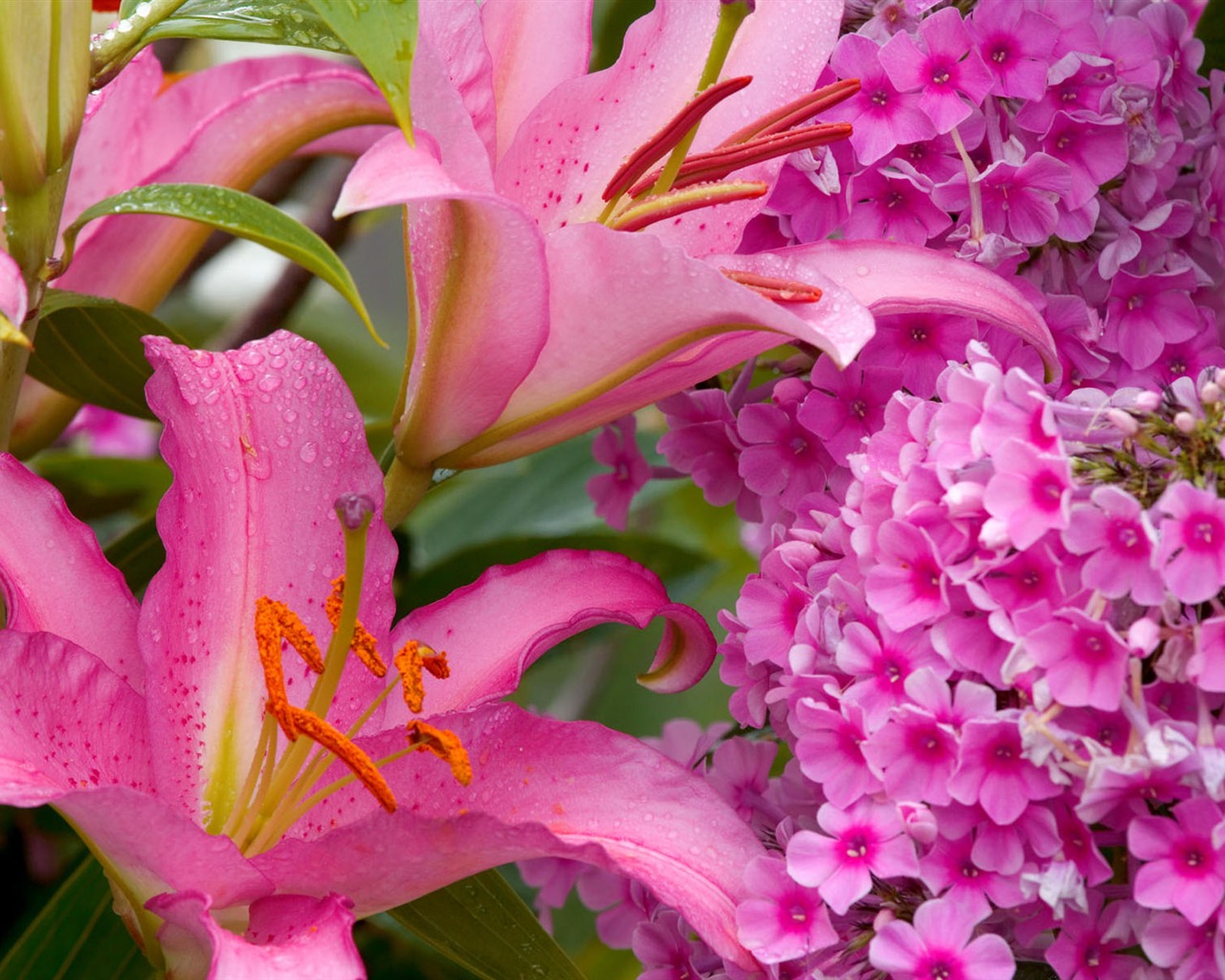 fleurs fond d'écran Widescreen close-up #28 - 1280x1024