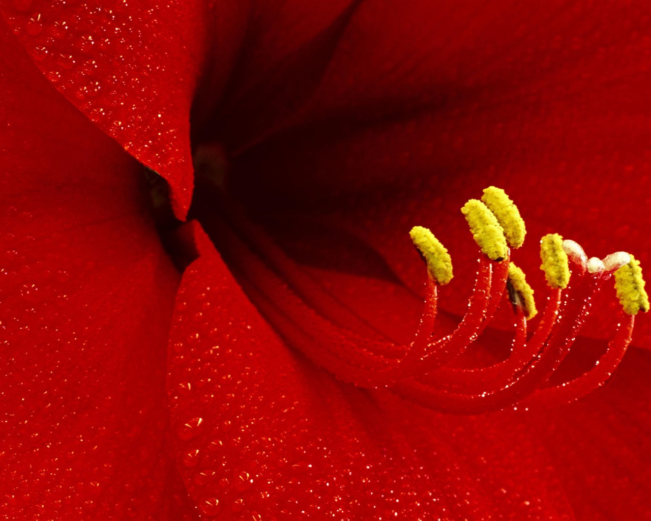 fleurs fond d'écran Widescreen close-up #29 - 1280x1024