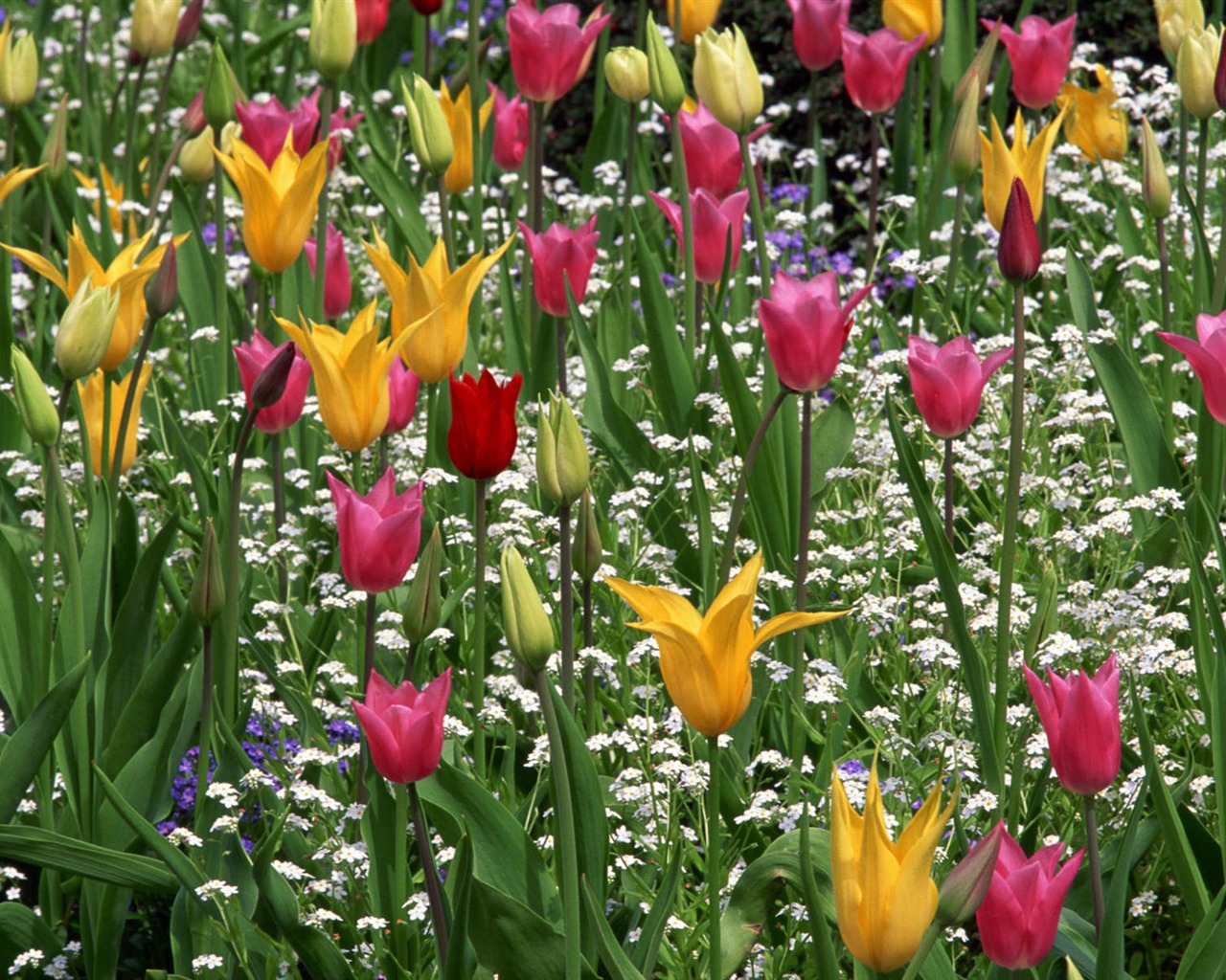 fleurs fond d'écran Widescreen close-up #33 - 1280x1024