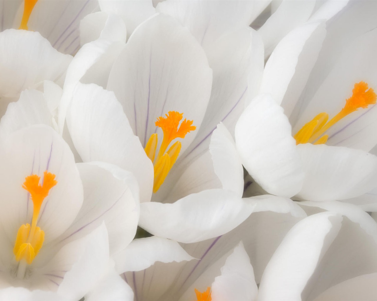 fleurs fond d'écran Widescreen close-up #34 - 1280x1024