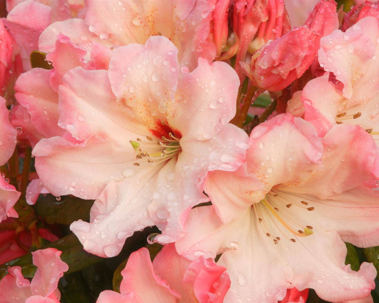 fleurs fond d'écran Widescreen close-up #35 - 1280x1024