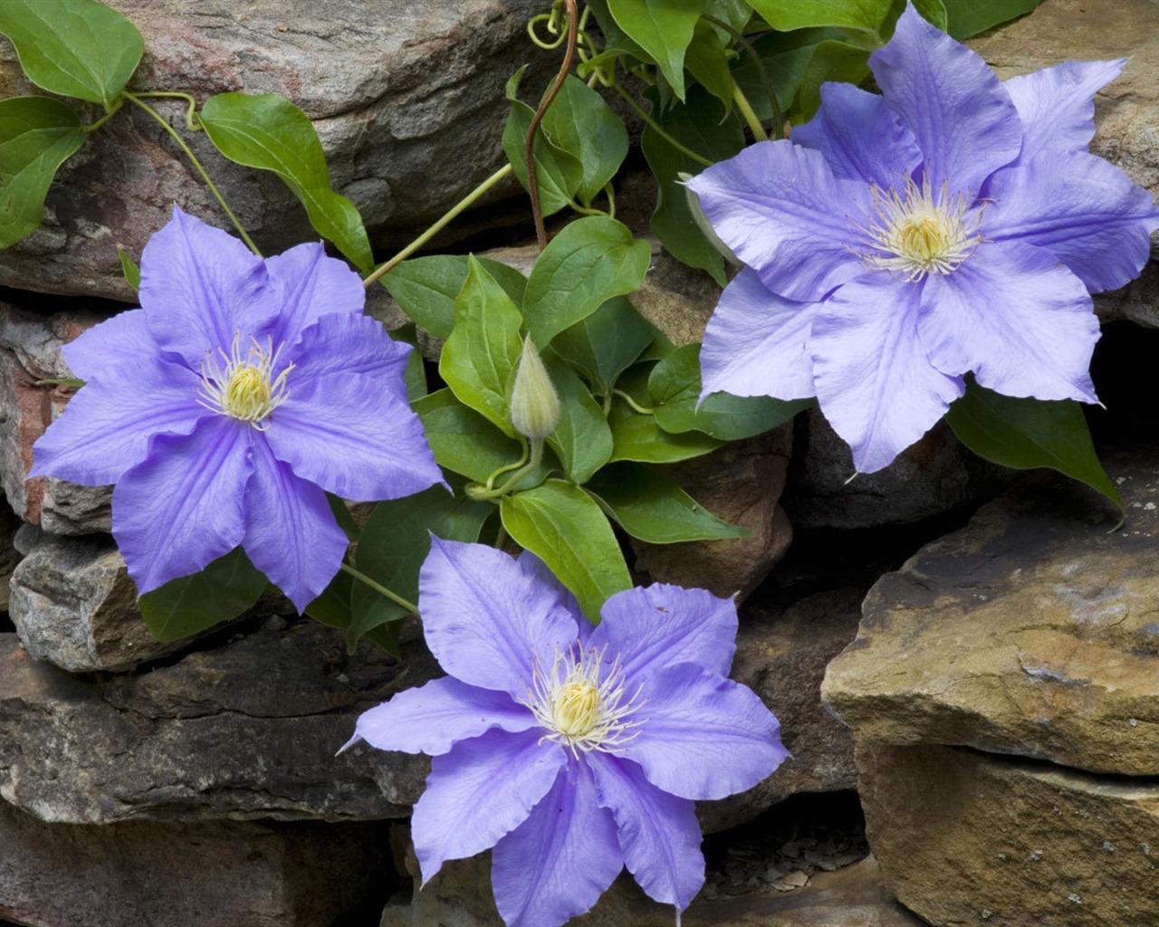 fleurs fond d'écran Widescreen close-up #36 - 1280x1024