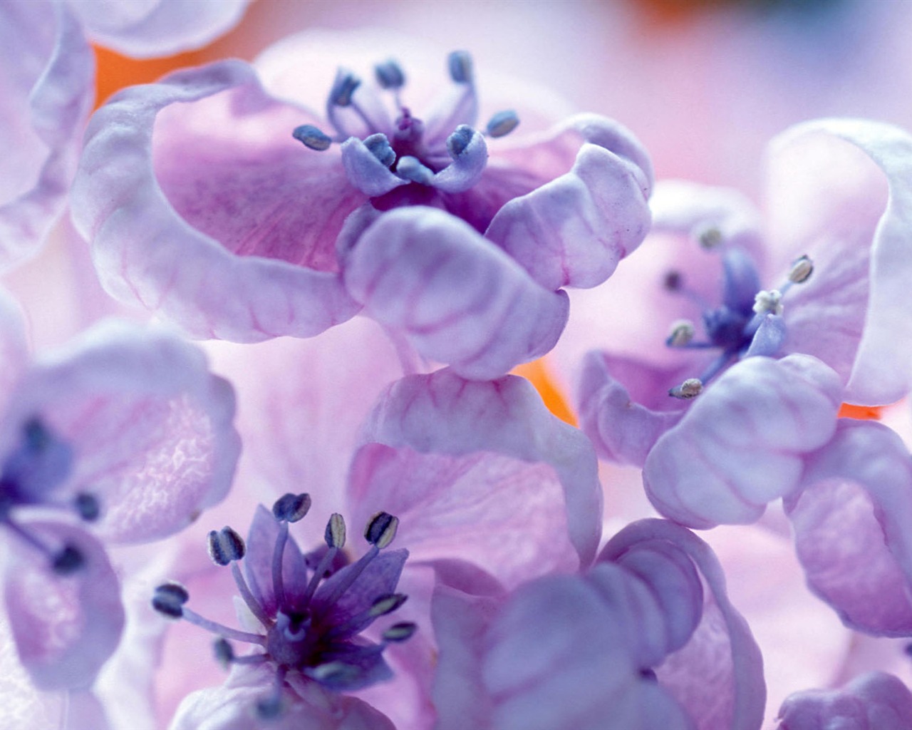 fleurs fond d'écran Widescreen close-up #37 - 1280x1024