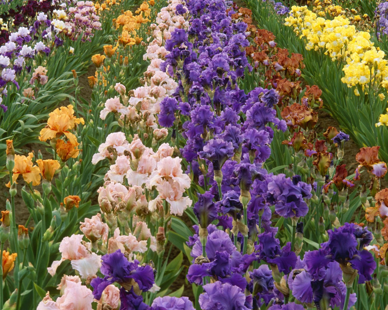 fleurs fond d'écran Widescreen close-up #38 - 1280x1024