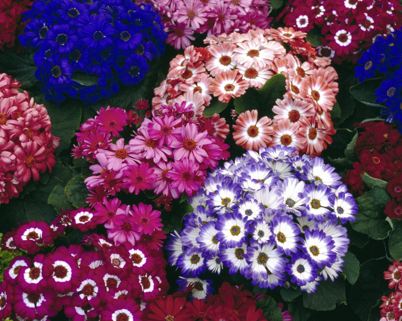 fleurs fond d'écran Widescreen close-up #40 - 1280x1024