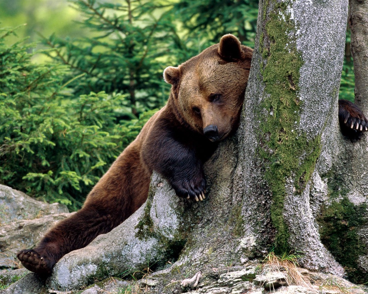 Bear Tapety Album #1 - 1280x1024