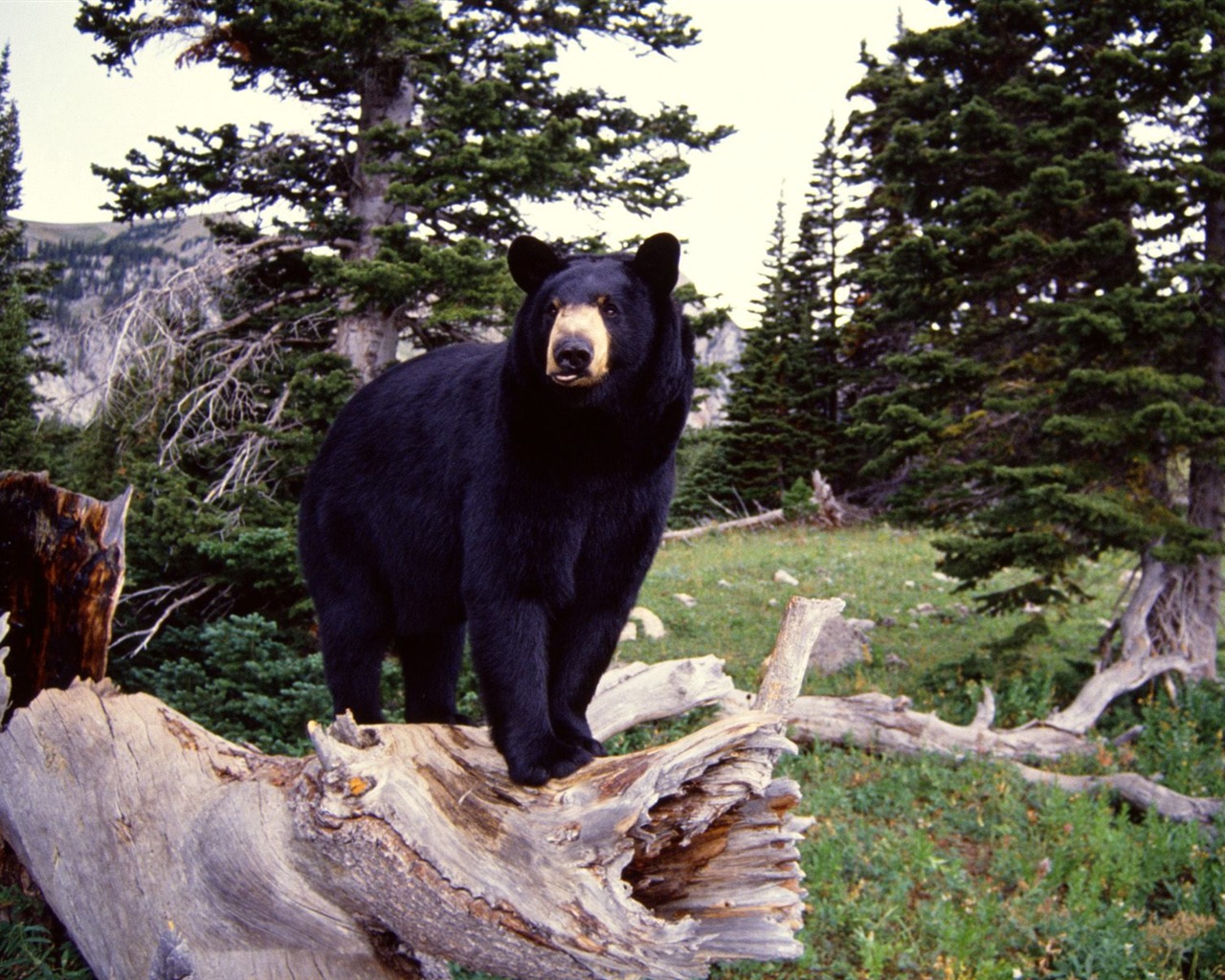 Bear Tapety Album #3 - 1280x1024