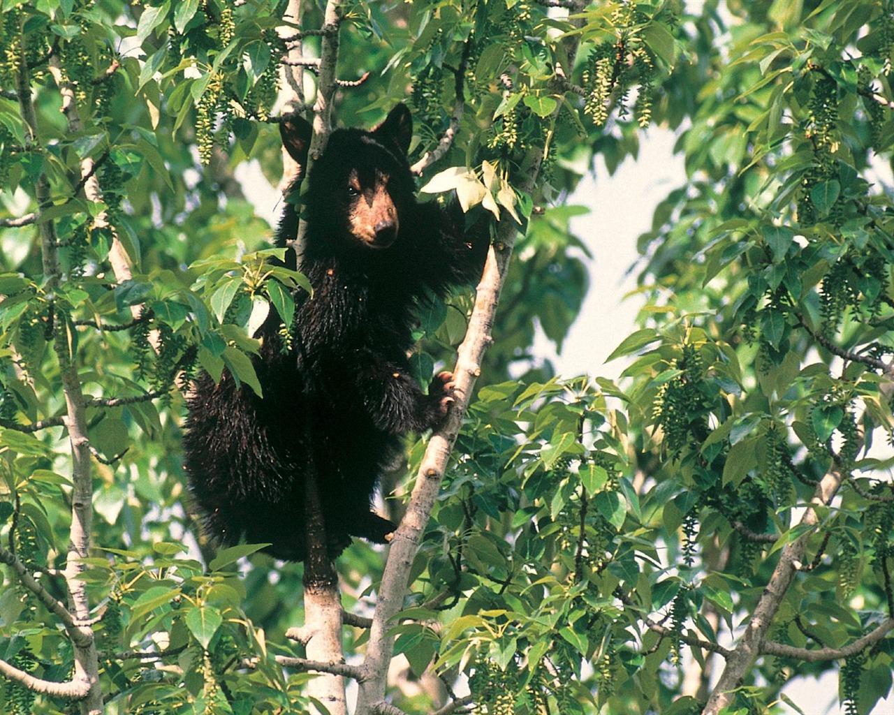 Bear Tapety Album #4 - 1280x1024