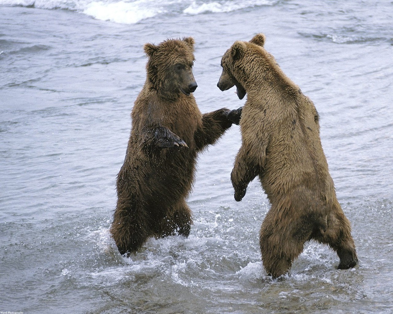 Bear Tapety Album #5 - 1280x1024