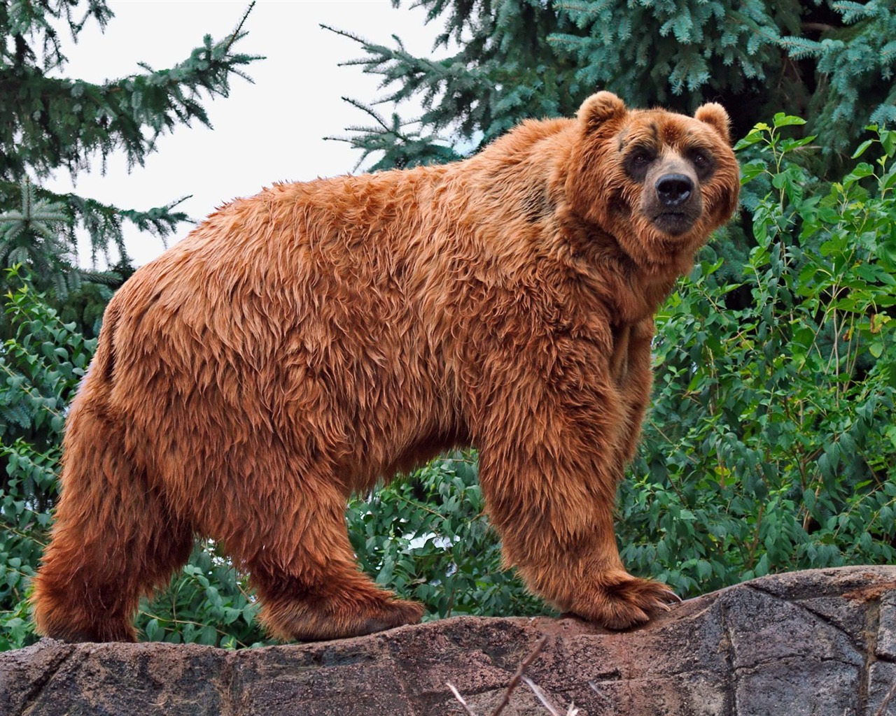 Bear Bilder Album #6 - 1280x1024