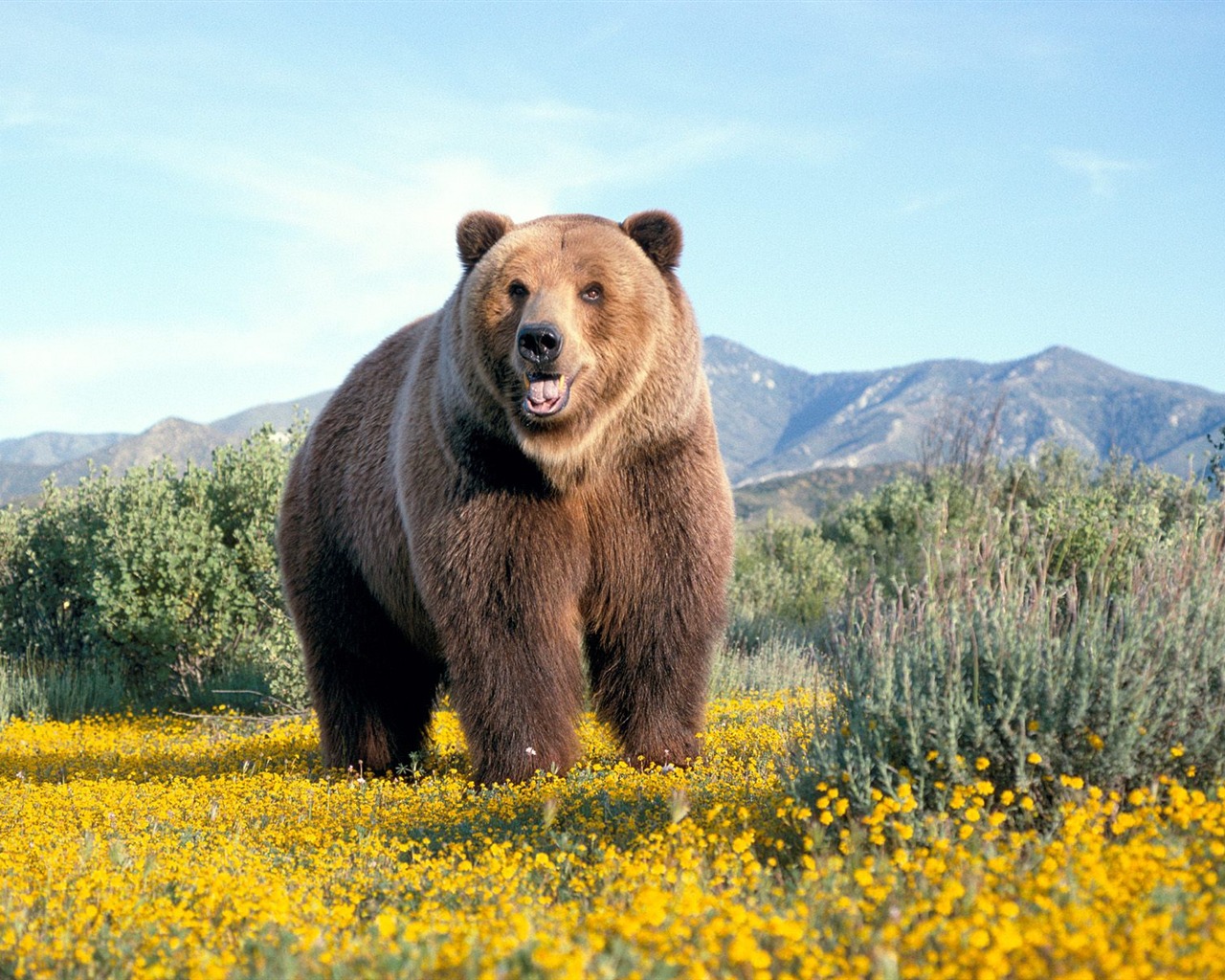 Bear Tapety Album #7 - 1280x1024