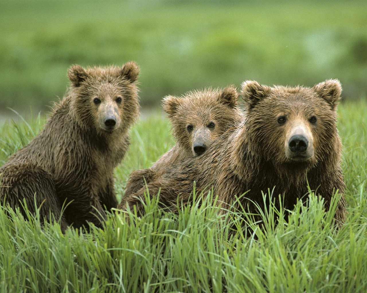 Bear Tapety Album #8 - 1280x1024