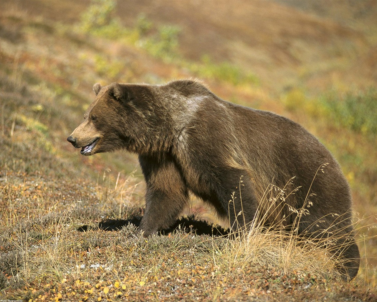 Bear Wallpapers Album #9 - 1280x1024