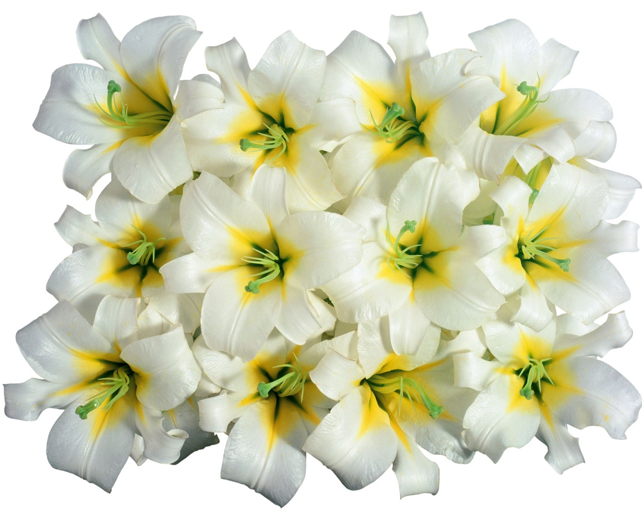 Snow-white flowers wallpaper #3 - 1280x1024
