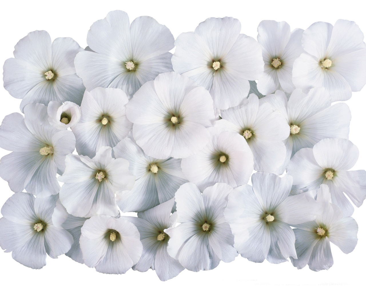 눈같이 흰 꽃 벽지 #4 - 1280x1024