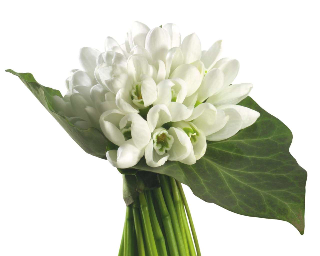 Blancanieves flores papel tapiz #7 - 1280x1024