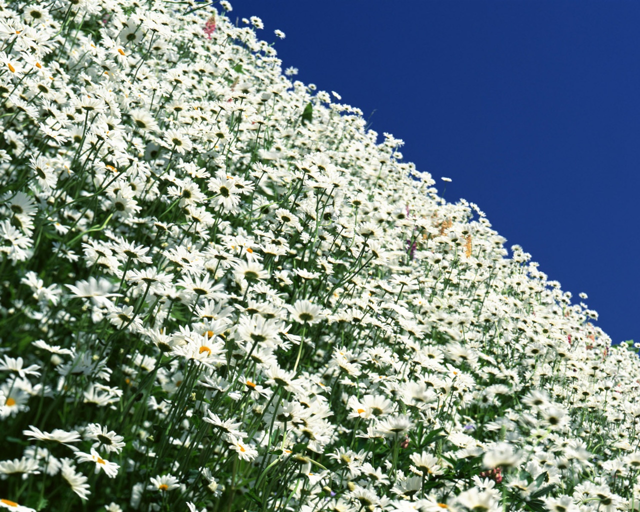 Snow-white flowers wallpaper #9 - 1280x1024
