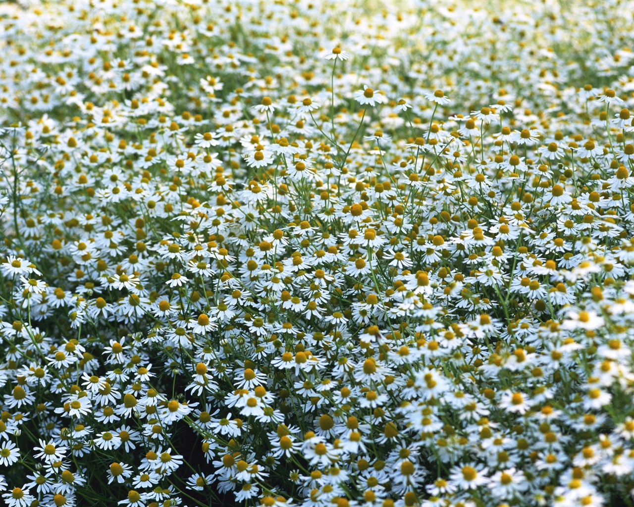 눈같이 흰 꽃 벽지 #10 - 1280x1024