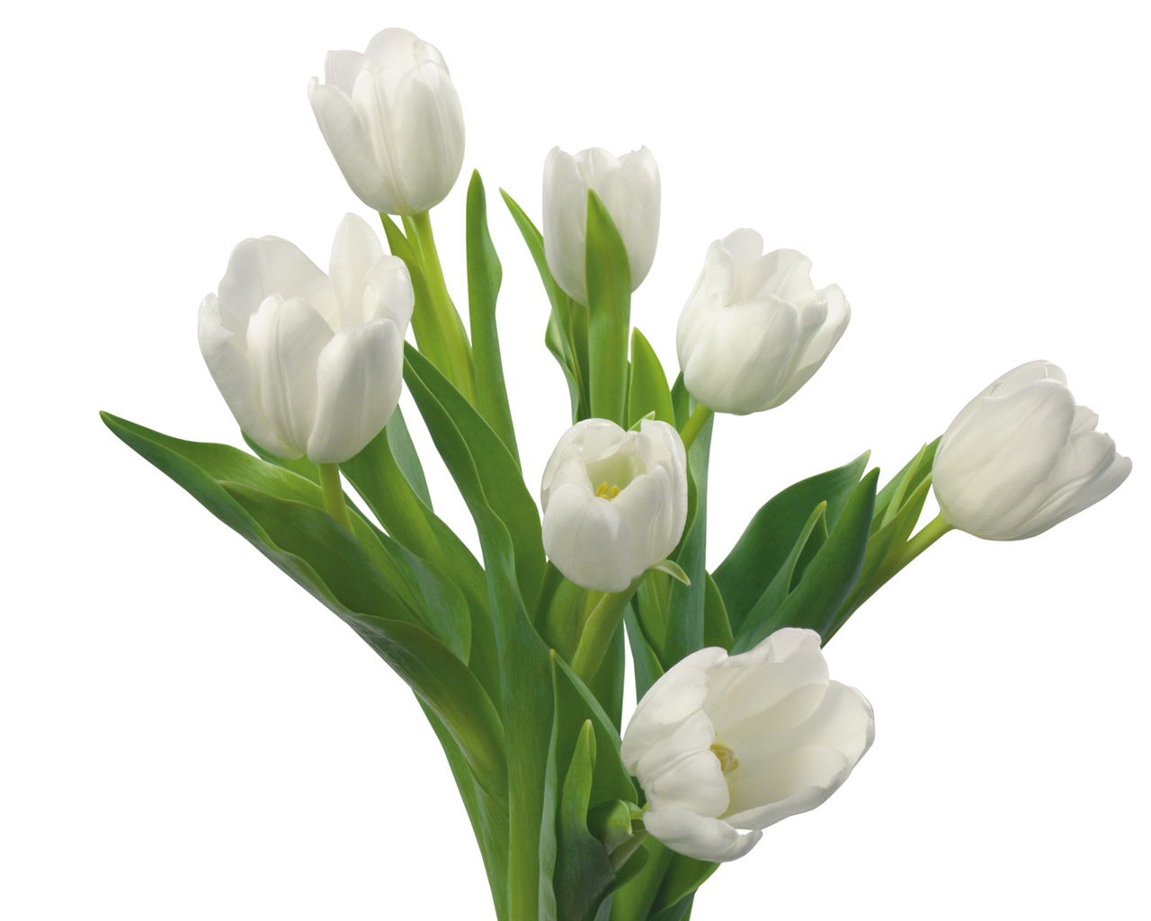 눈같이 흰 꽃 벽지 #11 - 1280x1024